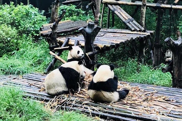 Chengdu in 48 Hours: Giant Pandas, Leshan Giant Buddha & Local Flavors photo 3