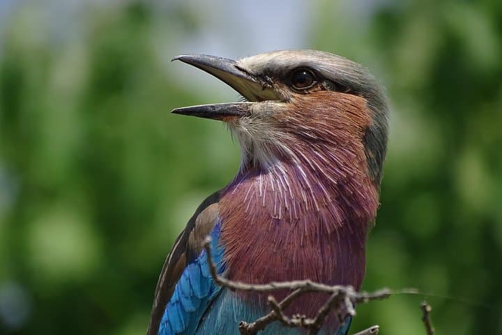 Half-Day Birding Safari in Mosi oa Tunya National Park, Livingstone photo 1