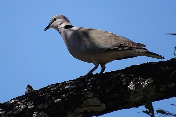 Half-Day Birding Safari in Mosi oa Tunya National Park, Livingstone photo 2