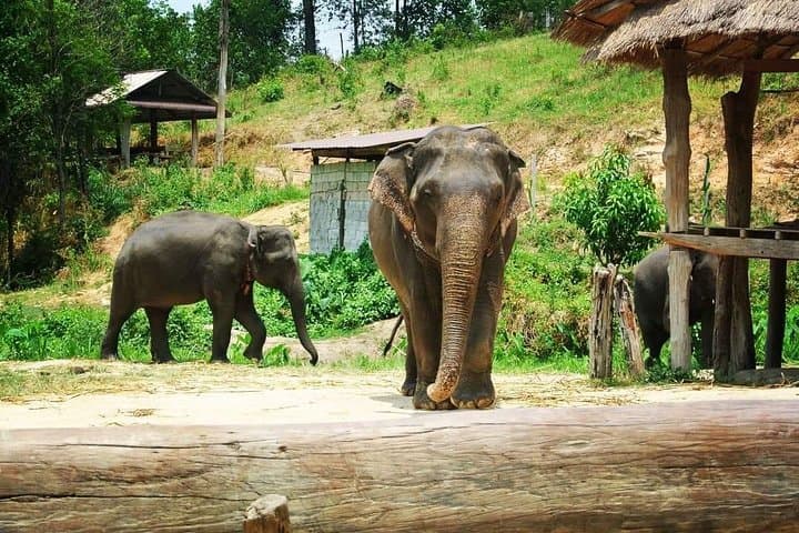 Chiang Mai Elephant Nature & Grand Canyon Jumping Day Tour
