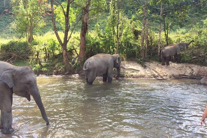 Chiang Mai Elephant Nature & Grand Canyon Jumping Day Tour photo 3