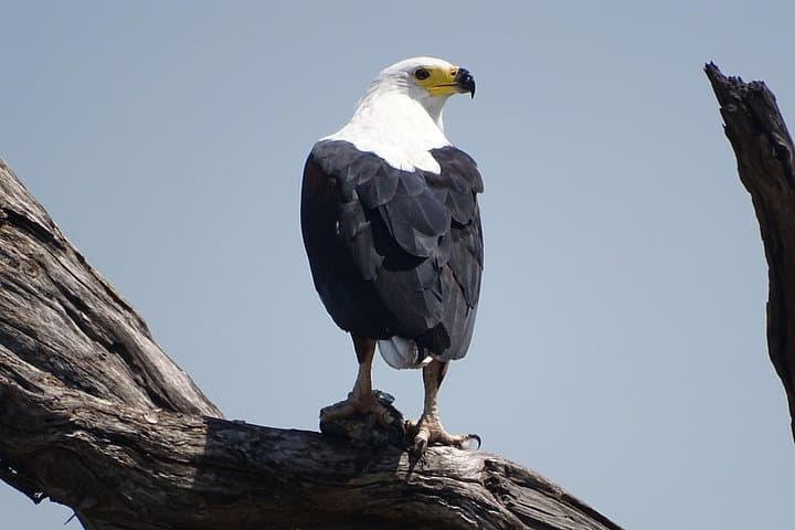 Half-Day Birding Safari in Mosi oa Tunya National Park, Livingstone photo 3