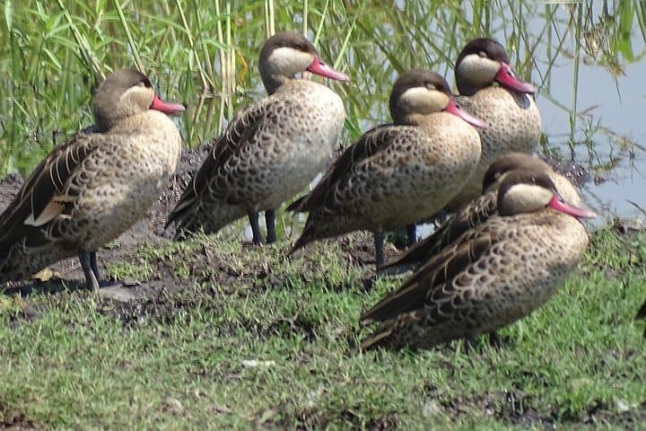 Half-Day Birding Safari in Mosi oa Tunya National Park, Livingstone photo 4