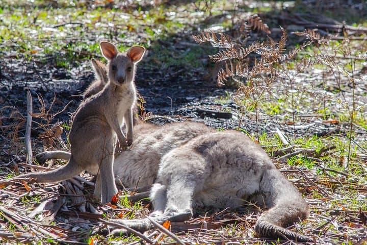 Melbourne to Adelaide 3-Day Ocean to Mountains Great Ocean Road and Grampians Tour photo 3