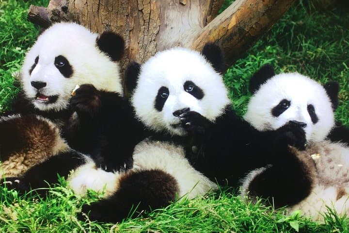 4-Day China Spree: Xi'an, Chengdu & Beijing from Shanghai photo 2