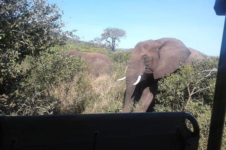 Hluhluwe Game Reserve Day Safari from Durban — 12-Hour Big 5 Adventure