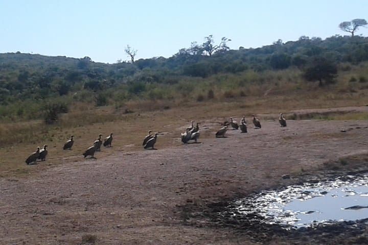 Hluhluwe Game Reserve Day Safari from Durban — 12-Hour Big 5 Adventure photo 2