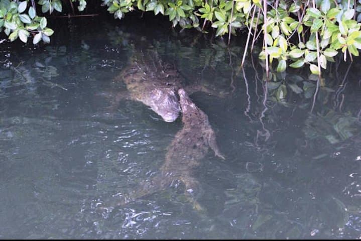 Black River Safari: Private Boat Tour to Jamaica’s Longest Navigable River photo 1