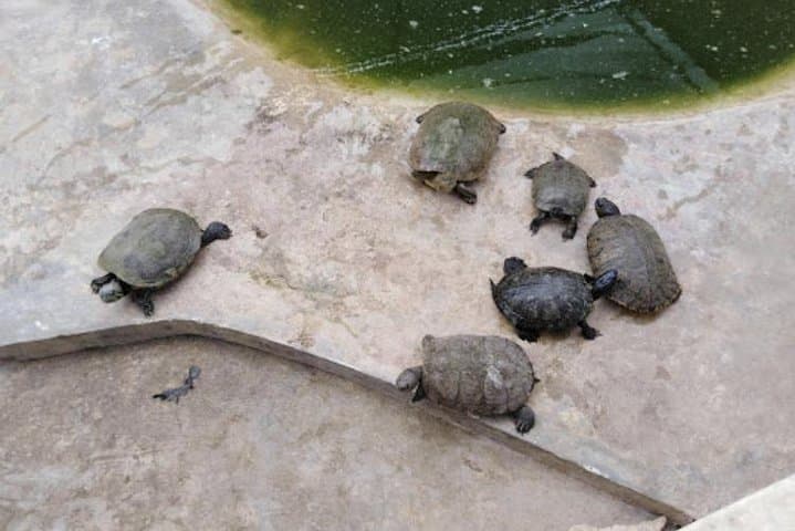 Black River Safari: Private Boat Tour to Jamaica’s Longest Navigable River photo 4
