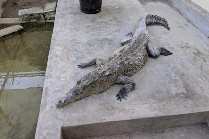 Black River Safari and Appleton Rum Estate Private Tour | River Wildlife & Rum Tasting photo 4