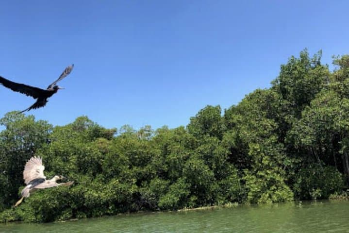 Black River Safari and Appleton Rum Estate Private Tour | River Wildlife & Rum Tasting photo 6