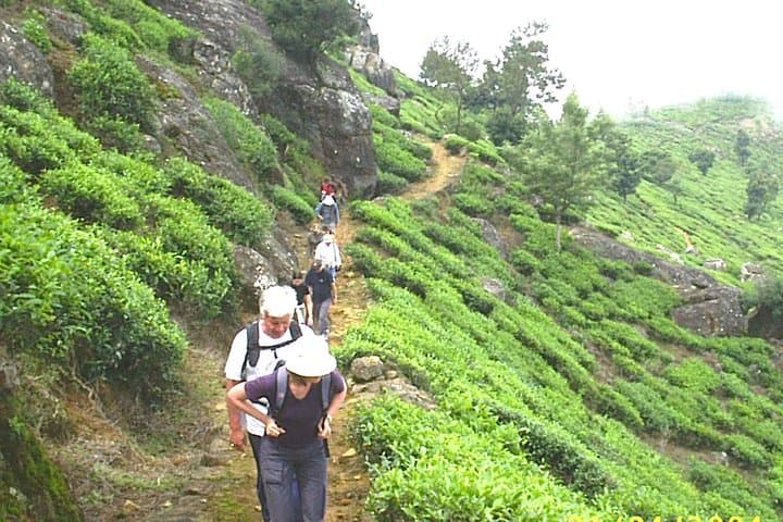 3-Day Misty Mountain Trek: Horton Plains & Bambarakanda Falls from Ella photo 3
