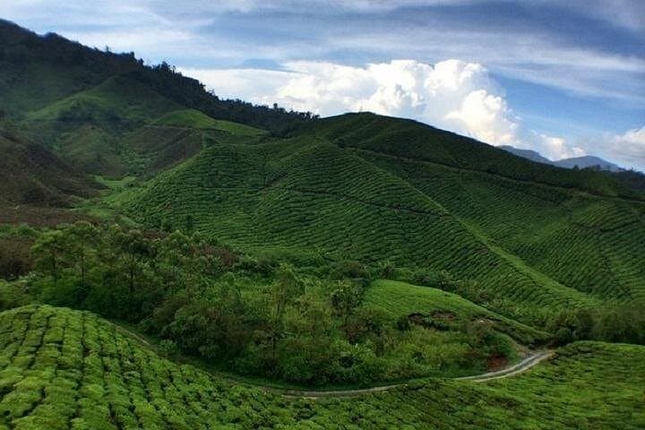 Cameron Highlands Full-Day Private Tour from Kuala Lumpur: BOH Tea, Strawberries & Cactus Valley photo 2