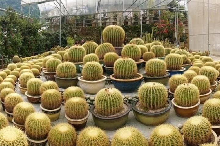 Cameron Highlands Full-Day Private Tour from Kuala Lumpur: BOH Tea, Strawberries & Cactus Valley photo 4