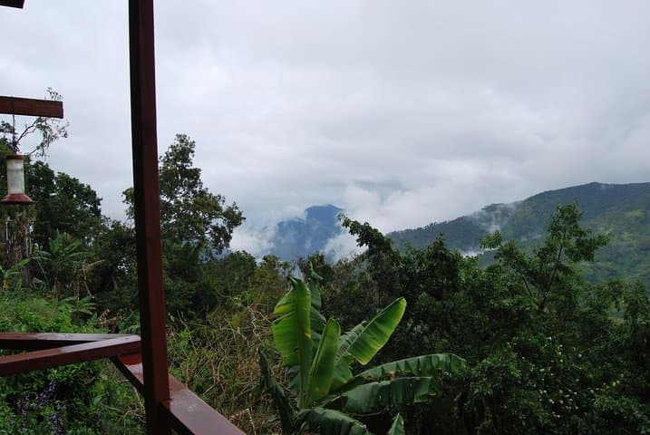 Blue Mountains Peak Hike: Sunrise Trek to Jamaica's Highest Vistas photo 5