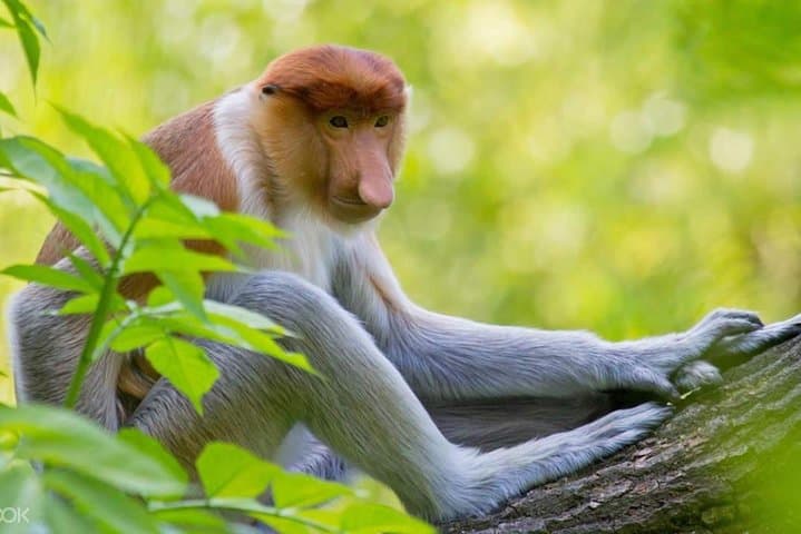 Klias River Fireflies & Wildlife Safari — Evening River Cruise & Kampong Dinner photo 5