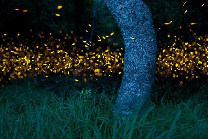 Klias River Fireflies & Wildlife Safari — Evening River Cruise & Kampong Dinner photo 3