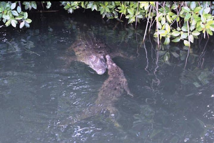 Black River Safari and Appleton Rum Estate Private Tour | River Wildlife & Rum Tasting