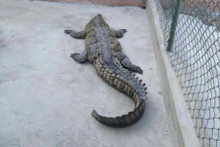 Black River Safari and Appleton Rum Estate Private Tour | River Wildlife & Rum Tasting photo 5