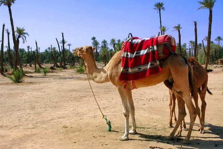 Palmeraie Camel Ride: 1-Hour Trek & Mint Tea from Marrakech photo 2