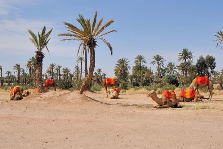 Palmeraie Camel Ride: 1-Hour Trek & Mint Tea from Marrakech photo 4