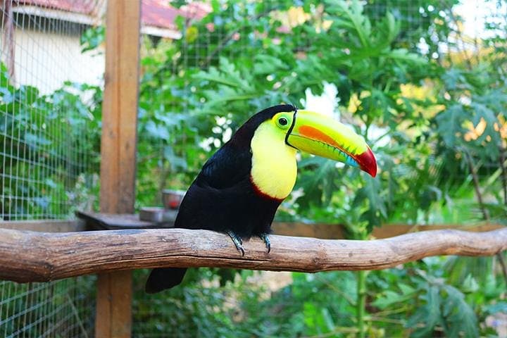 King Kong Extreme Zipline & Wildlife Tour — Roatán Canopy Adventure photo 3