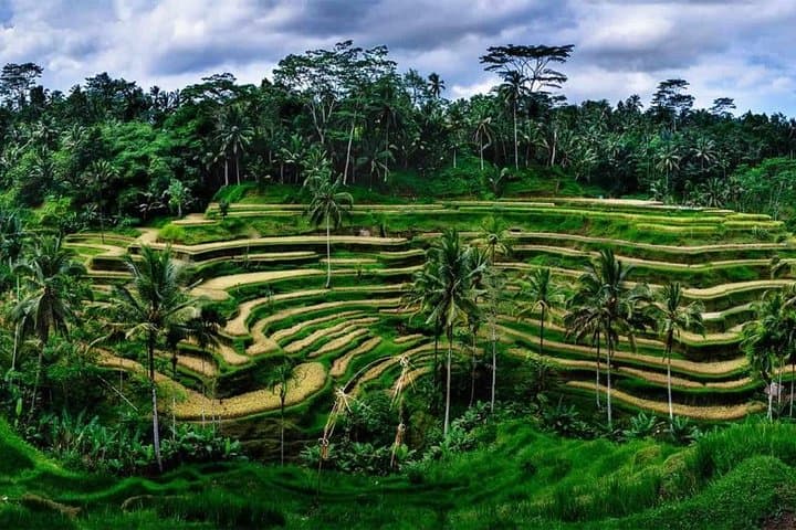 Ubud Jungle Swing, Monkey Forest & Rice Terraces — Full-Day Private Tour