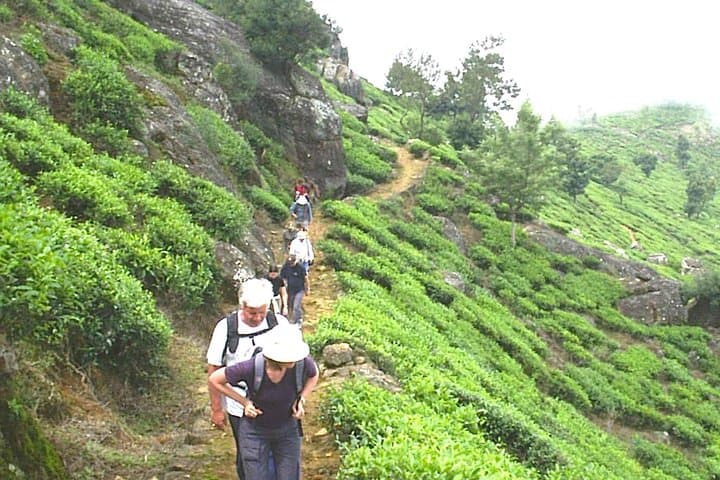 Trekking Thangamale Sanctuary: Ella‑Haputale Tea Plantation & Forest Walk photo 2