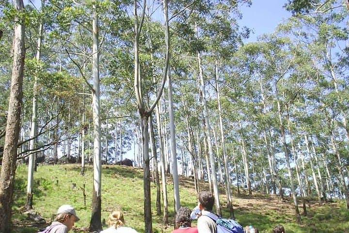 Trekking Thangamale Sanctuary: Ella‑Haputale Tea Plantation & Forest Walk photo 5