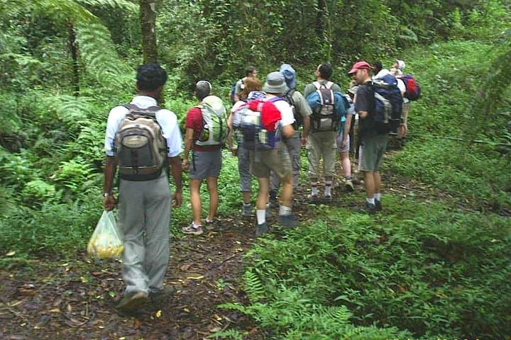 Trekking Thangamale Sanctuary: Ella‑Haputale Tea Plantation & Forest Walk photo 6