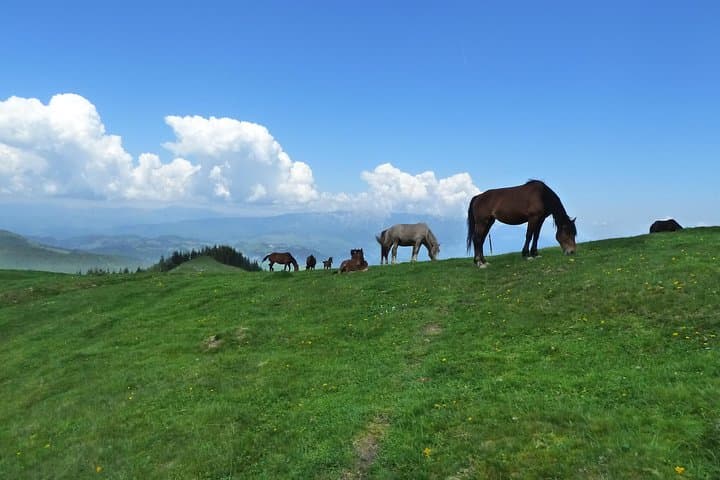 West Bucegi Circuit from Moeciu de Sus — 15 km Guided Hike in Bucegi Natural Park photo 6