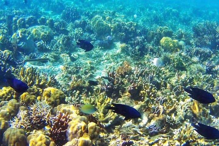 Coron Reefs & WWII Wreck Snorkel: Private Tour to Pass Island & Lusong photo 5