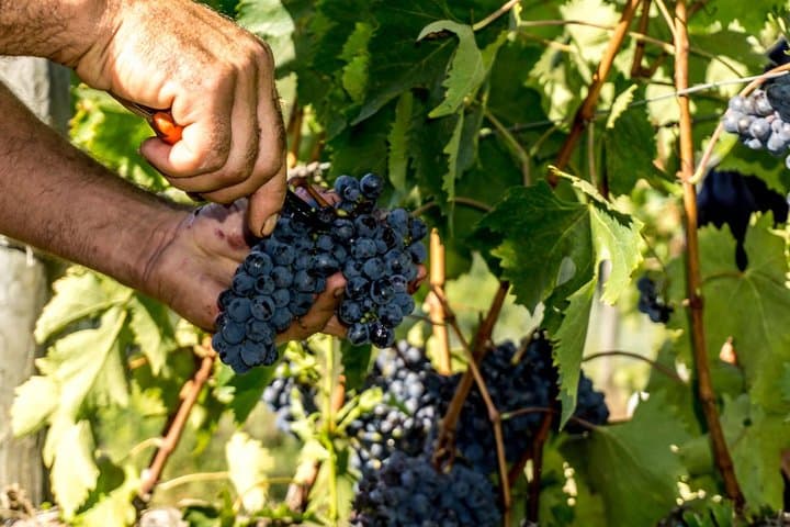 Chianti Countryside Bike Tour — Tailor-Made Ride from Florence photo 3