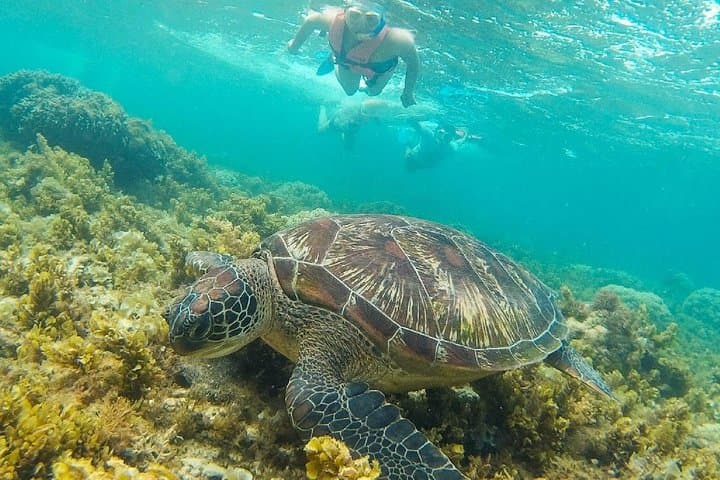 Snorkel Apo Island: Dumaguete's Marine Sanctuary Day Tour photo 2
