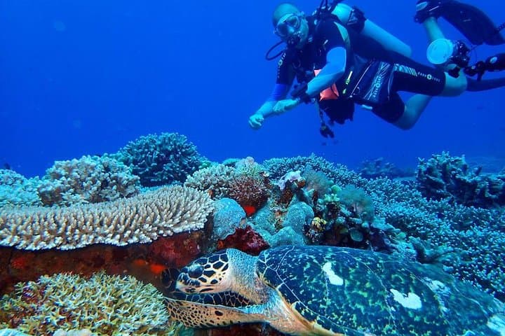 Snorkel Apo Island: Dumaguete's Marine Sanctuary Day Tour photo 5