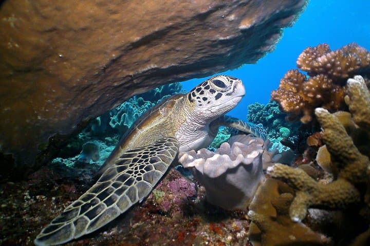 Snorkel Apo Island: Dumaguete's Marine Sanctuary Day Tour photo 6