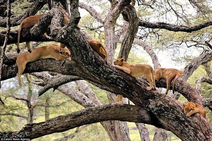 Lake Manyara Full-Day Safari from Arusha: Tree-Climbing Lions & Birdlife photo 3