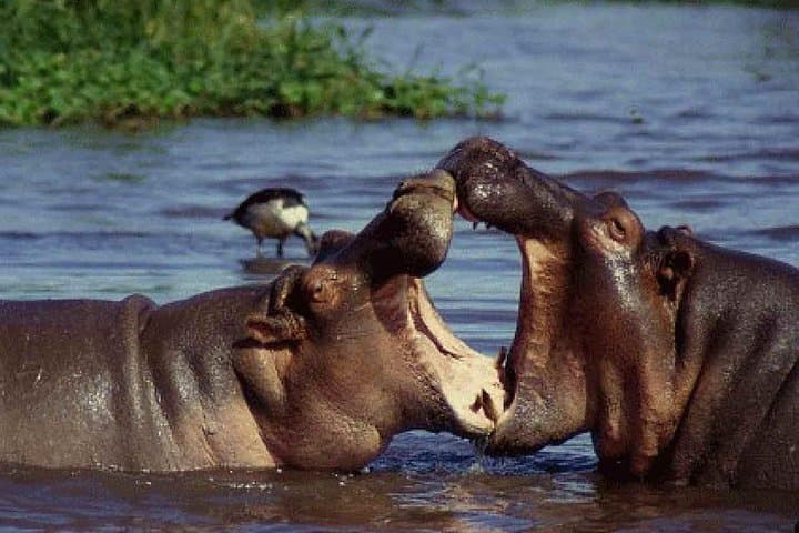 Lake Manyara Full-Day Safari from Arusha: Tree-Climbing Lions & Birdlife photo 6