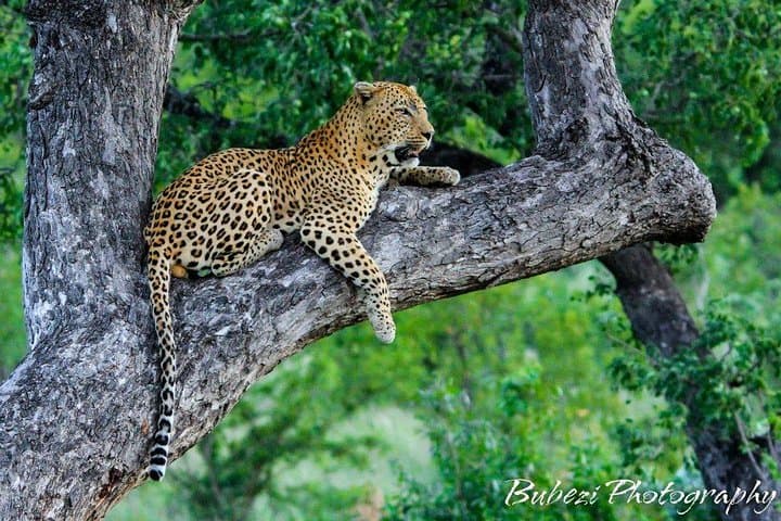 4-Day Bubezi Classic Safari & Panoramic Kruger Tour from Johannesburg photo 3