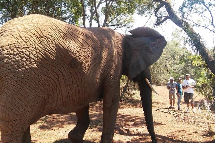 Walk with Elephants Near Johannesburg – Ethical Private Reserve Encounter photo 3