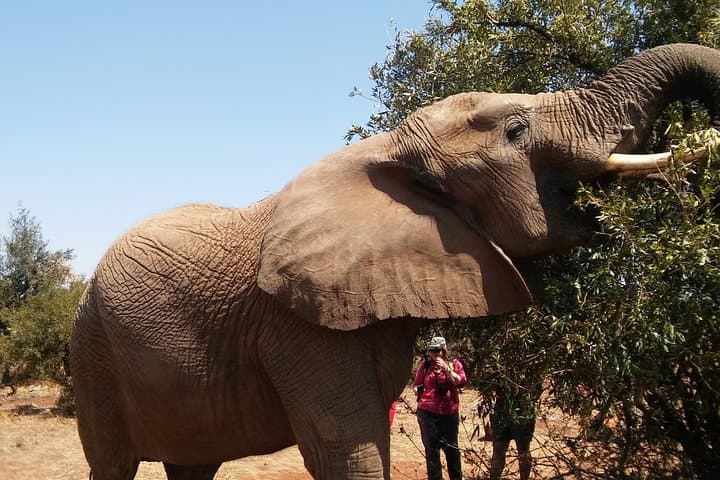 Walk with Elephants Near Johannesburg – Ethical Private Reserve Encounter photo 4