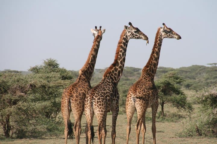 Full-Day Pilanesberg Safari from Johannesburg: Big Five in an Ancient Crater photo 5