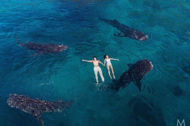 Whale Shark Watching and Sumilon Sandbar Private Tour — Oslob Day Trip from Cebu