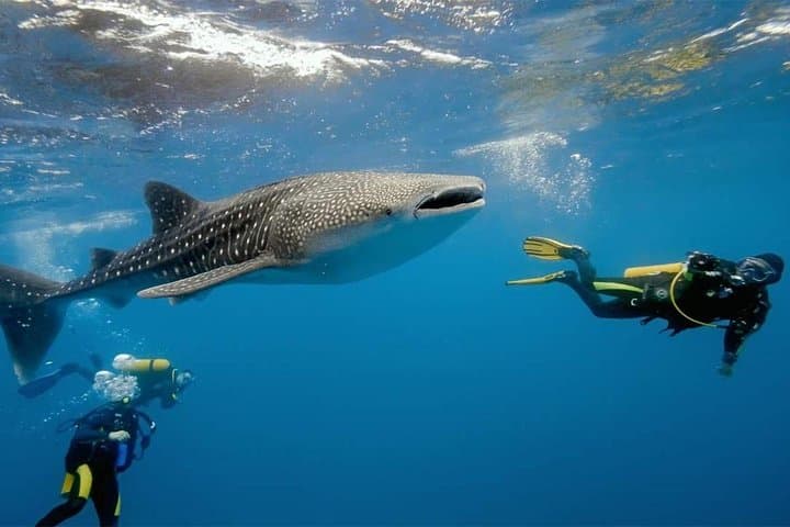 Whale Shark Watching and Sumilon Sandbar Private Tour — Oslob Day Trip from Cebu photo 3