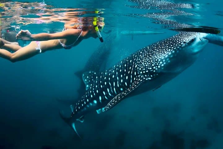Whale Shark Watching and Sumilon Sandbar Private Tour — Oslob Day Trip from Cebu photo 5