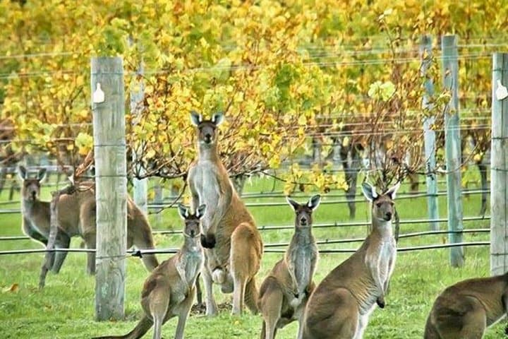 Margaret River Indulge and Discover Day Tour: Coffee, Cave & Wine Trail photo 4