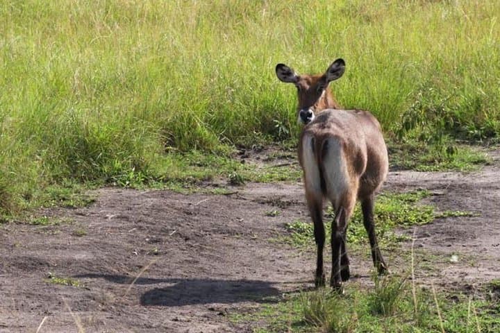 4-Day Lake Mburo Wildlife, Boat and Cultural Safari photo 2