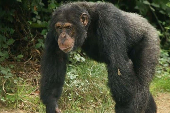 3-Day Chimpanzee Tracking in Kibale Forest Park — Full-Day Primate Trek near Fort Portal