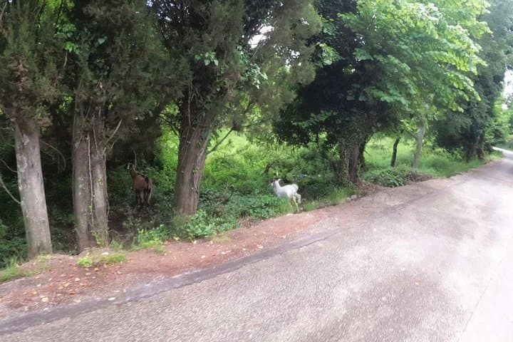 Ride the Green Backroads of Analipsis: 42 km e‑MTB Loop in Corfu photo 6