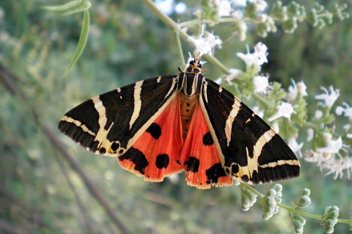 Rhodes Butterfly Valley & Local Tasting Tour: Wine, Olive Oil and Honey